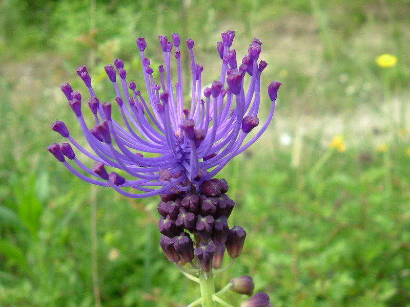 Muscari comosum / Giacinto dal pennacchio